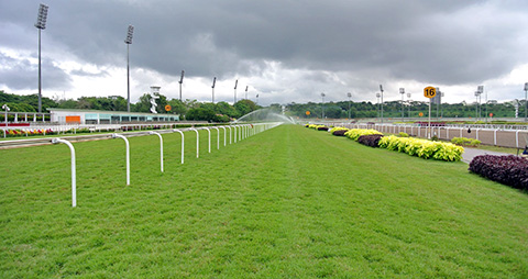 singapore turf club akau te trackwork update perak nov